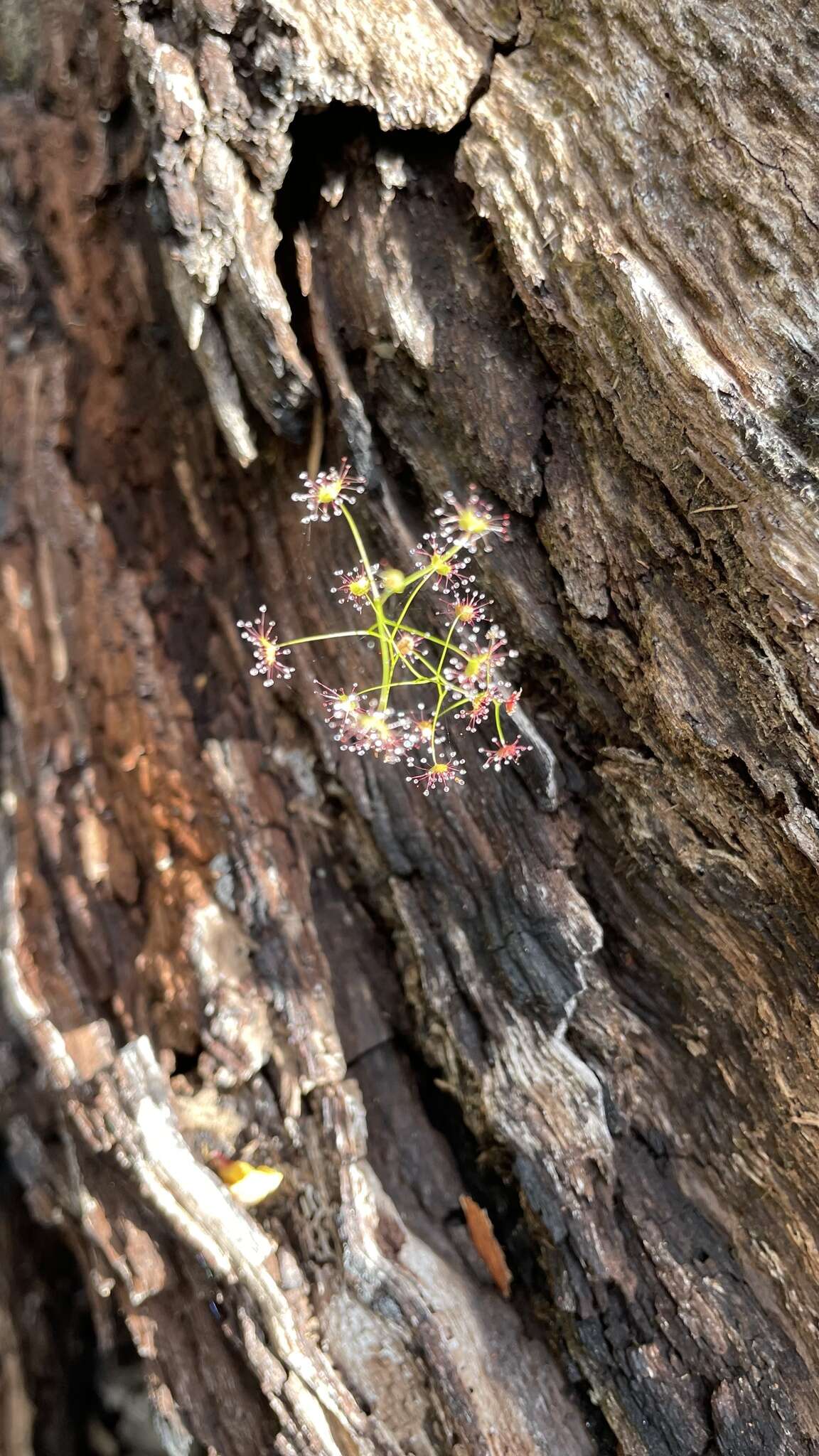 Image de Drosera erythrogyne N. Marchant & Lowrie