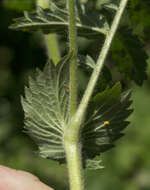 Image of soft agrimony