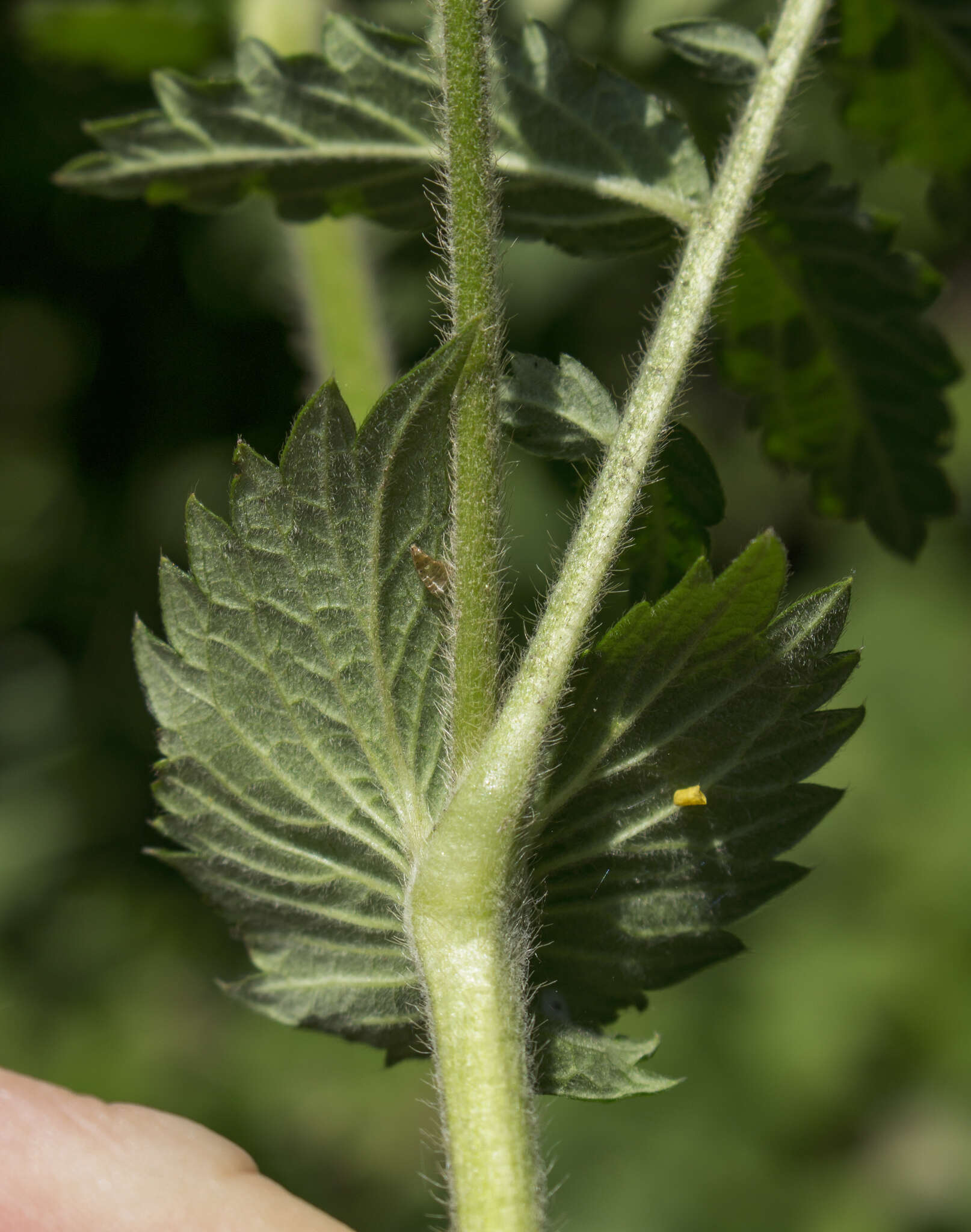 Agrimonia pubescens Wallr. resmi