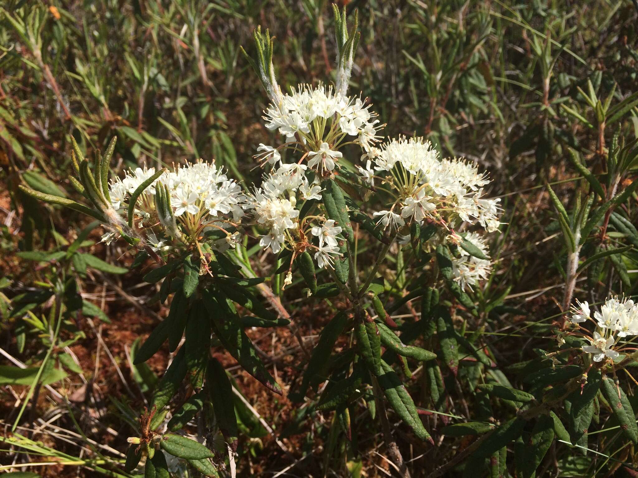 Image of Rusty Labrador-Tea