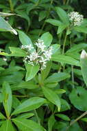 Image of Skimmia japonica f. repens (Nakai) Hara