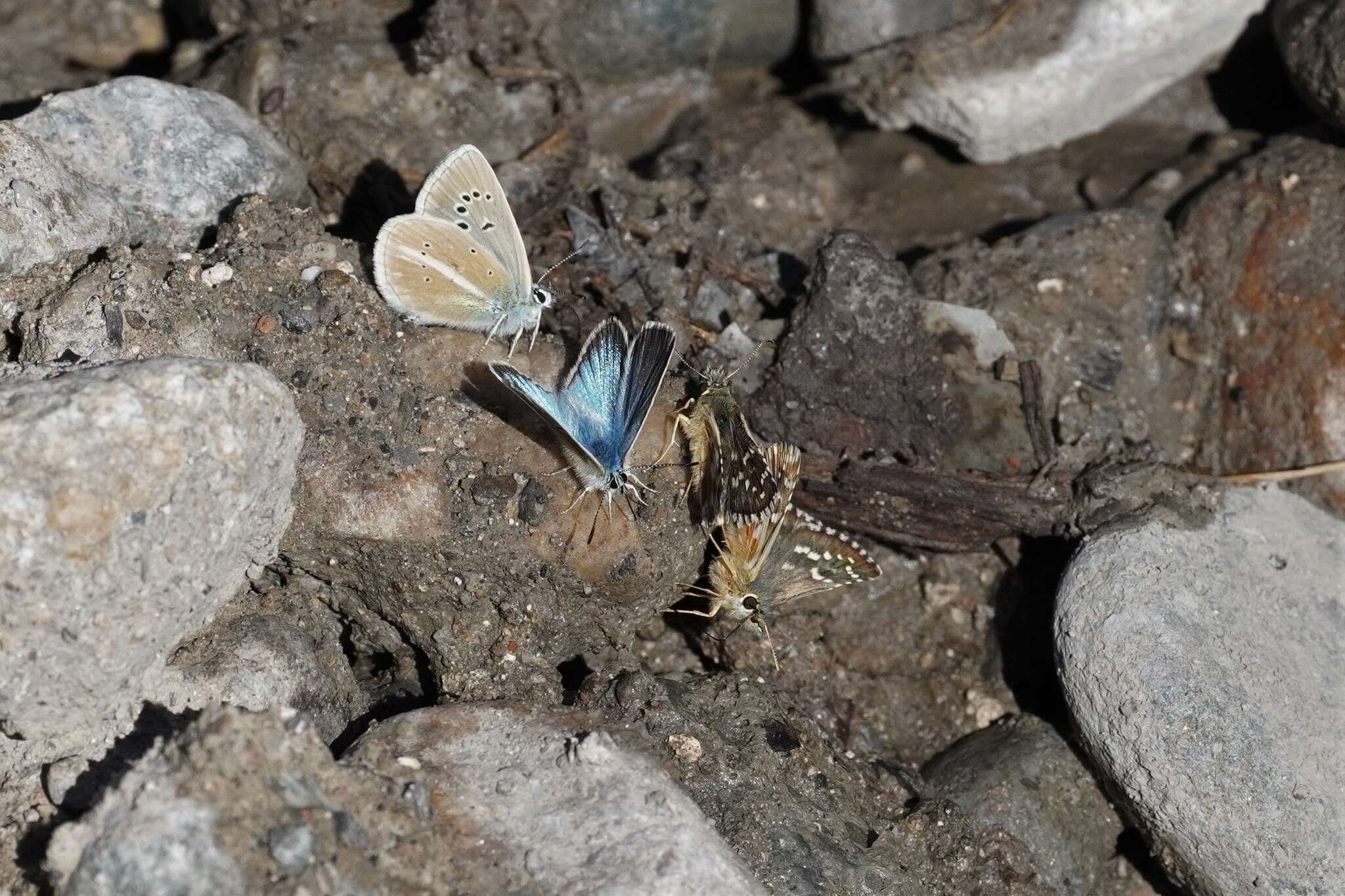 Image of Carline Skipper