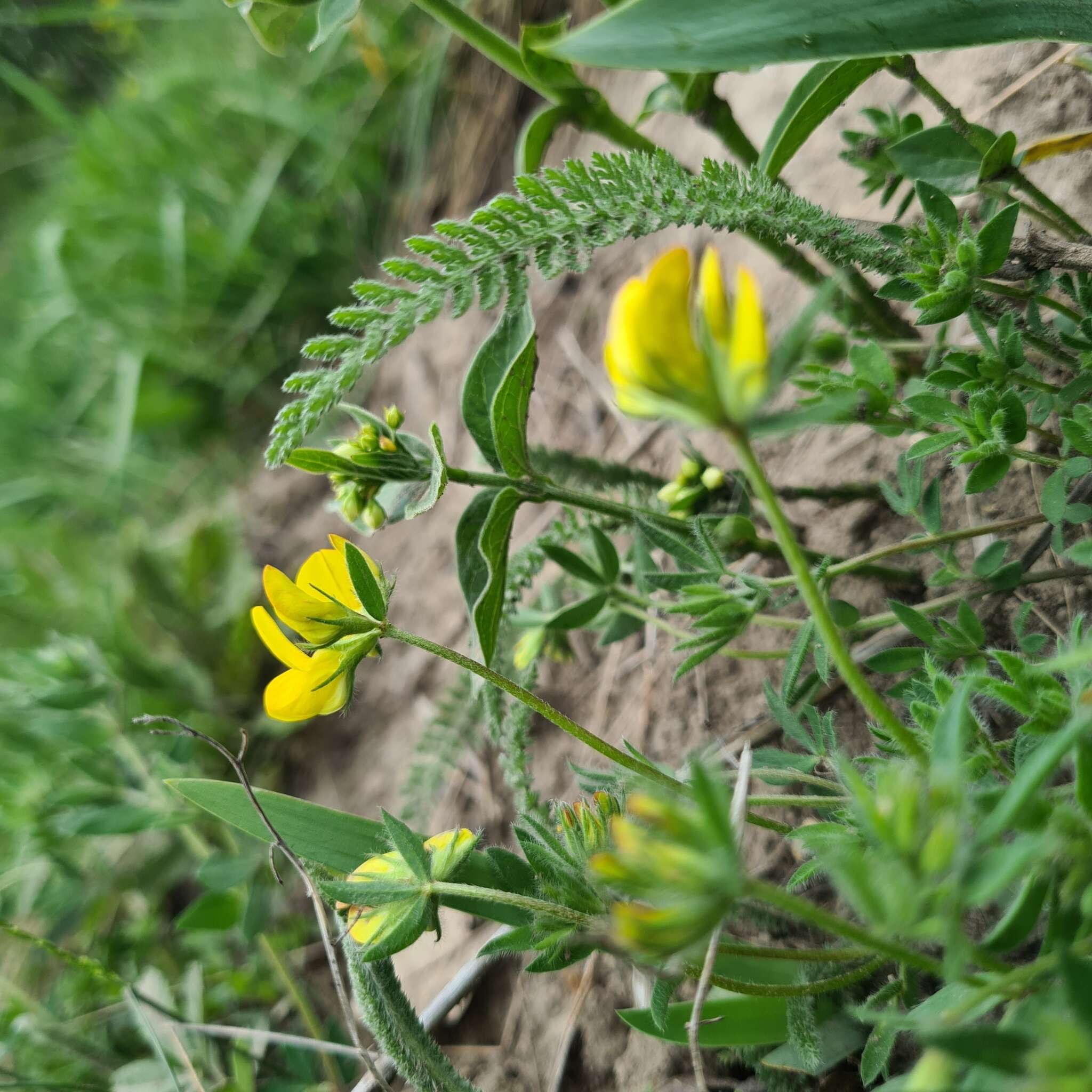 Image of Lotus borbasii Ujhelyi