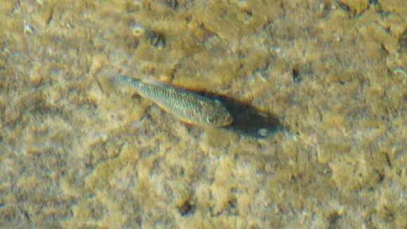 Image of Comanche Springs Pupfish