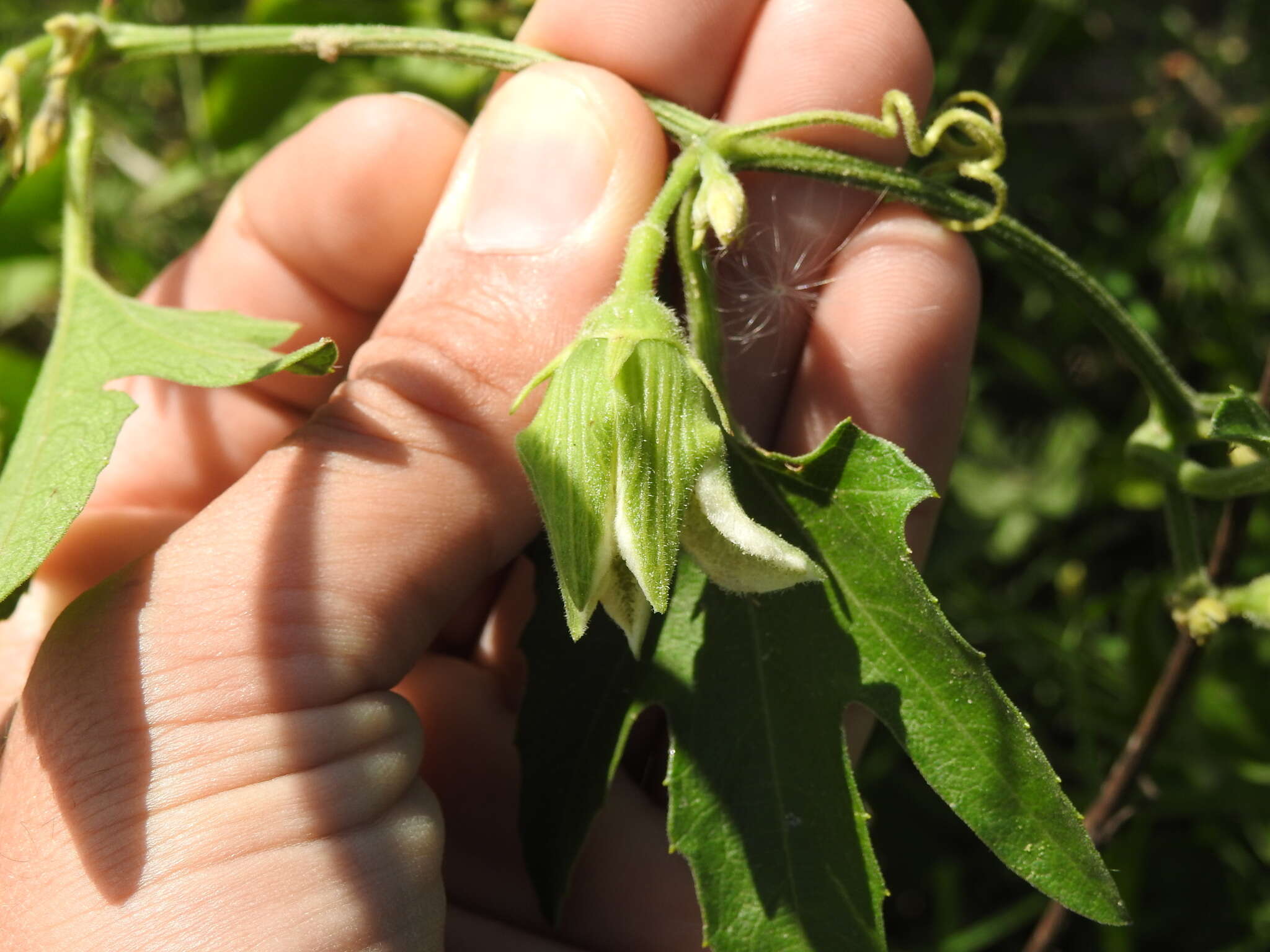 Image of Cayaponia podantha Cogn.