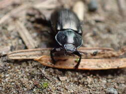 Image of Platyceroides pampinatus Paulsen 2017