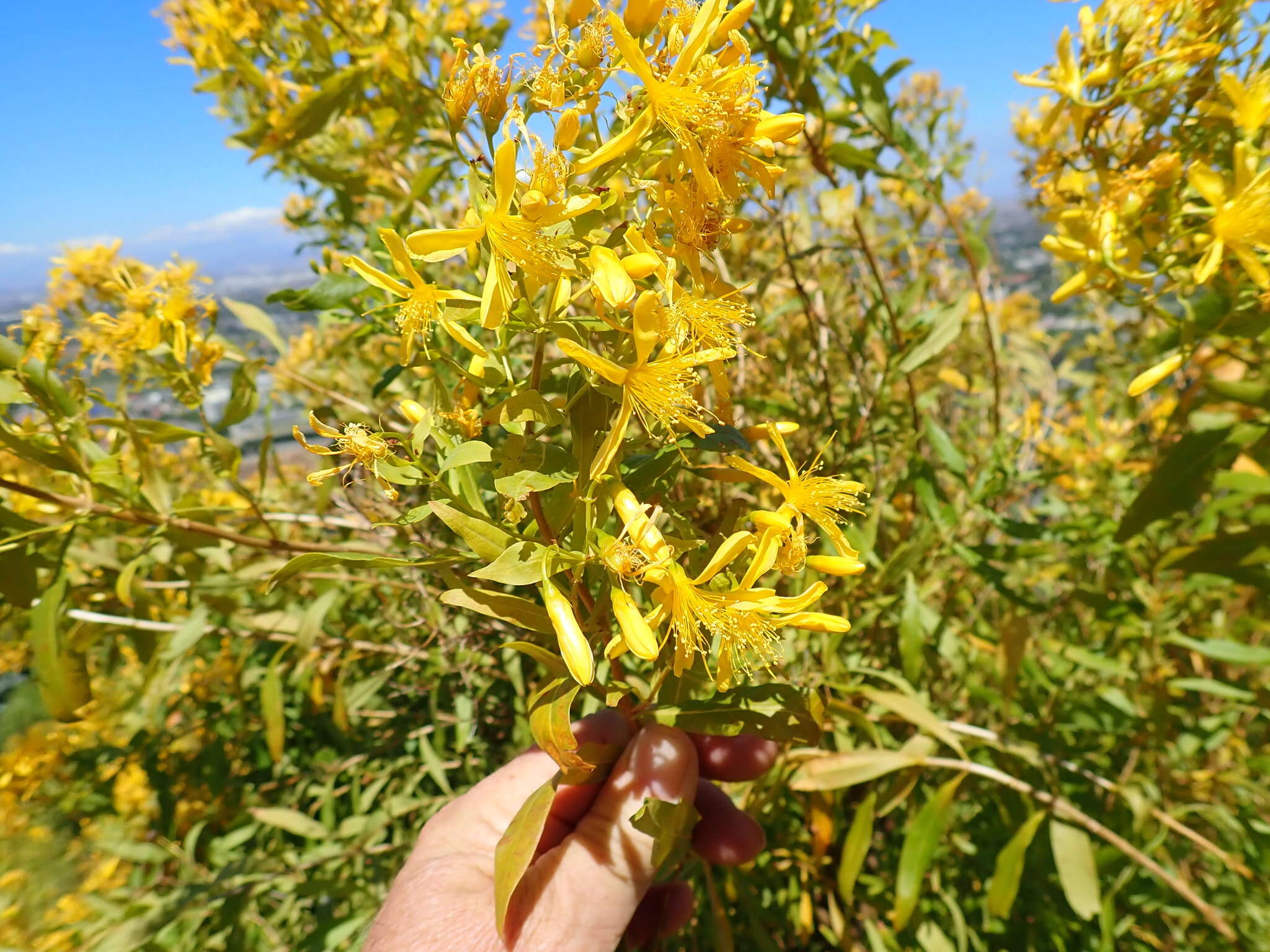 Imagem de Hypericum canariense L.