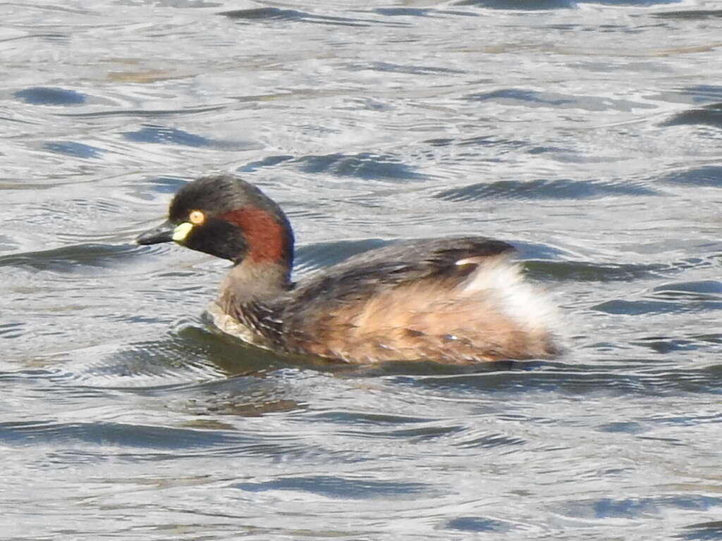 Image of Australasian Grebe