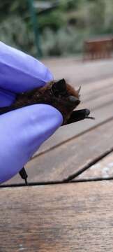 Image of Madeira Pipistrelle