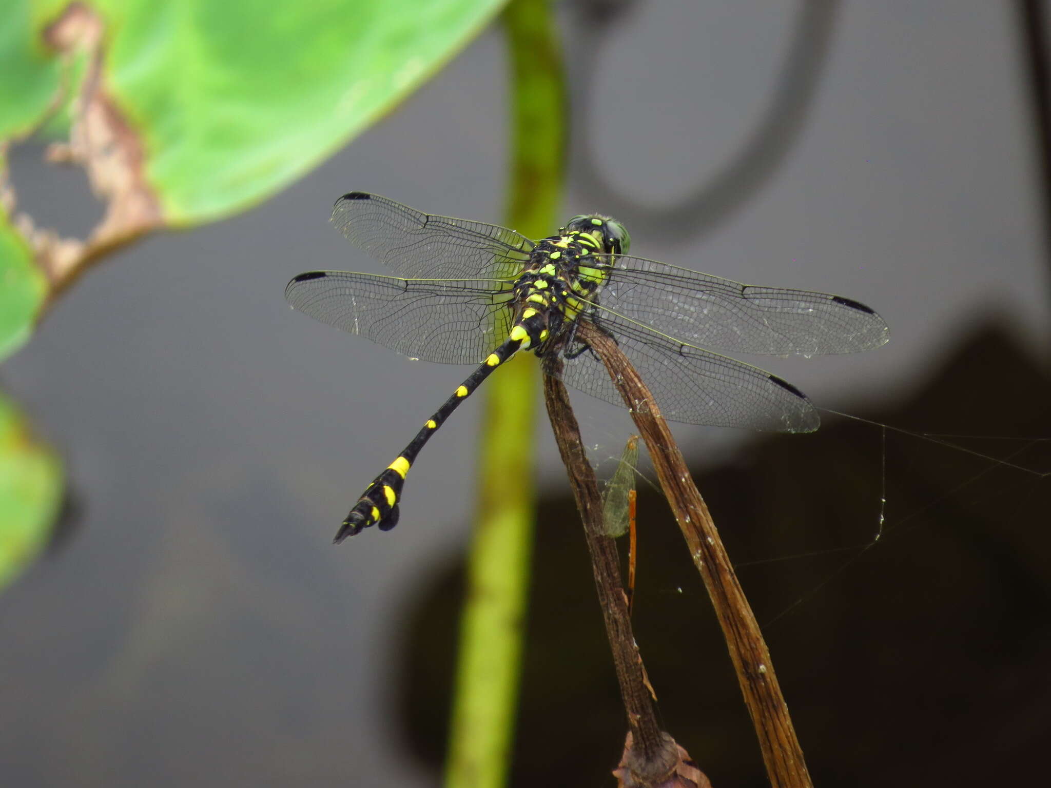 صورة Ictinogomphus rapax (Rambur 1842)