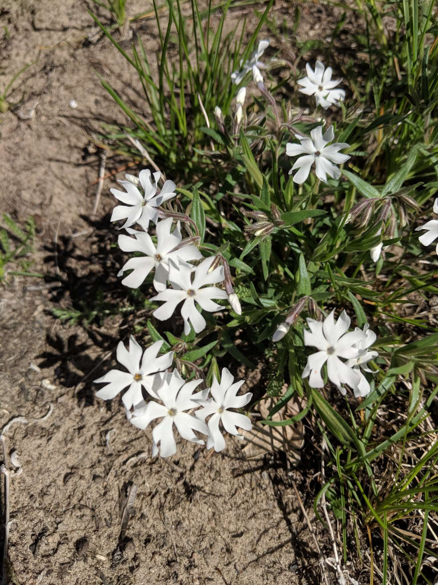 Imagem de Phlox bifida Beck