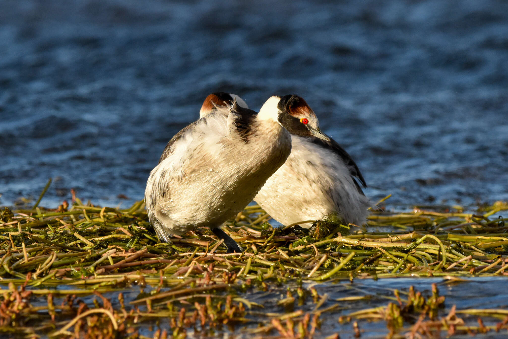 Image of Hooded Grebe