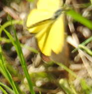 Слика од <i>Eurema <i>brigitta</i></i> brigitta