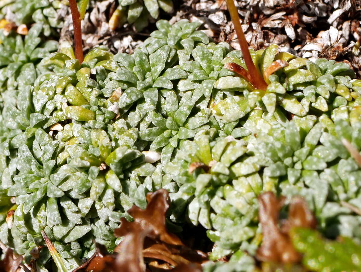 Слика од Saxifraga caesia L.