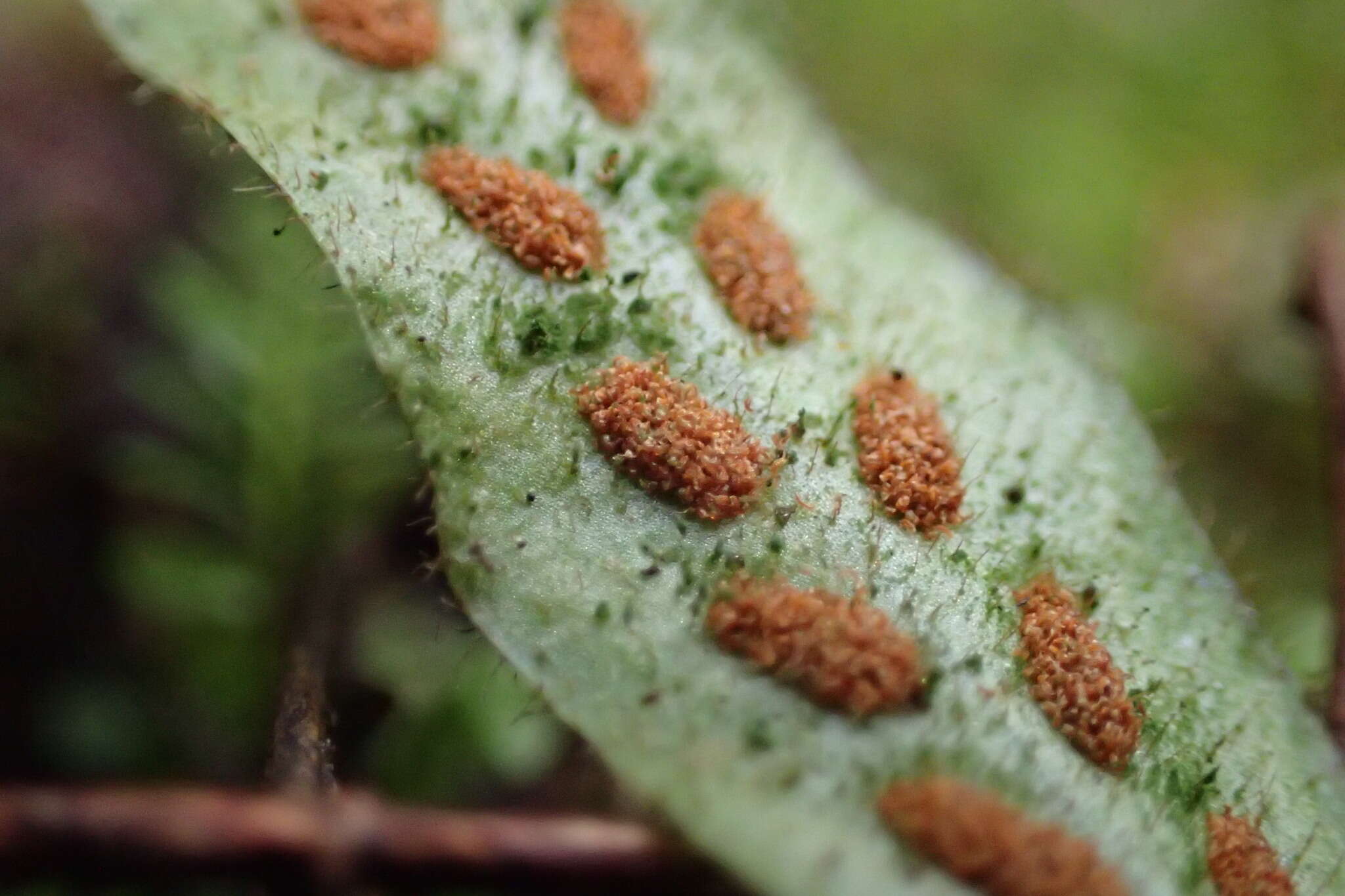 Notogrammitis pseudociliata (Parris) Parris的圖片