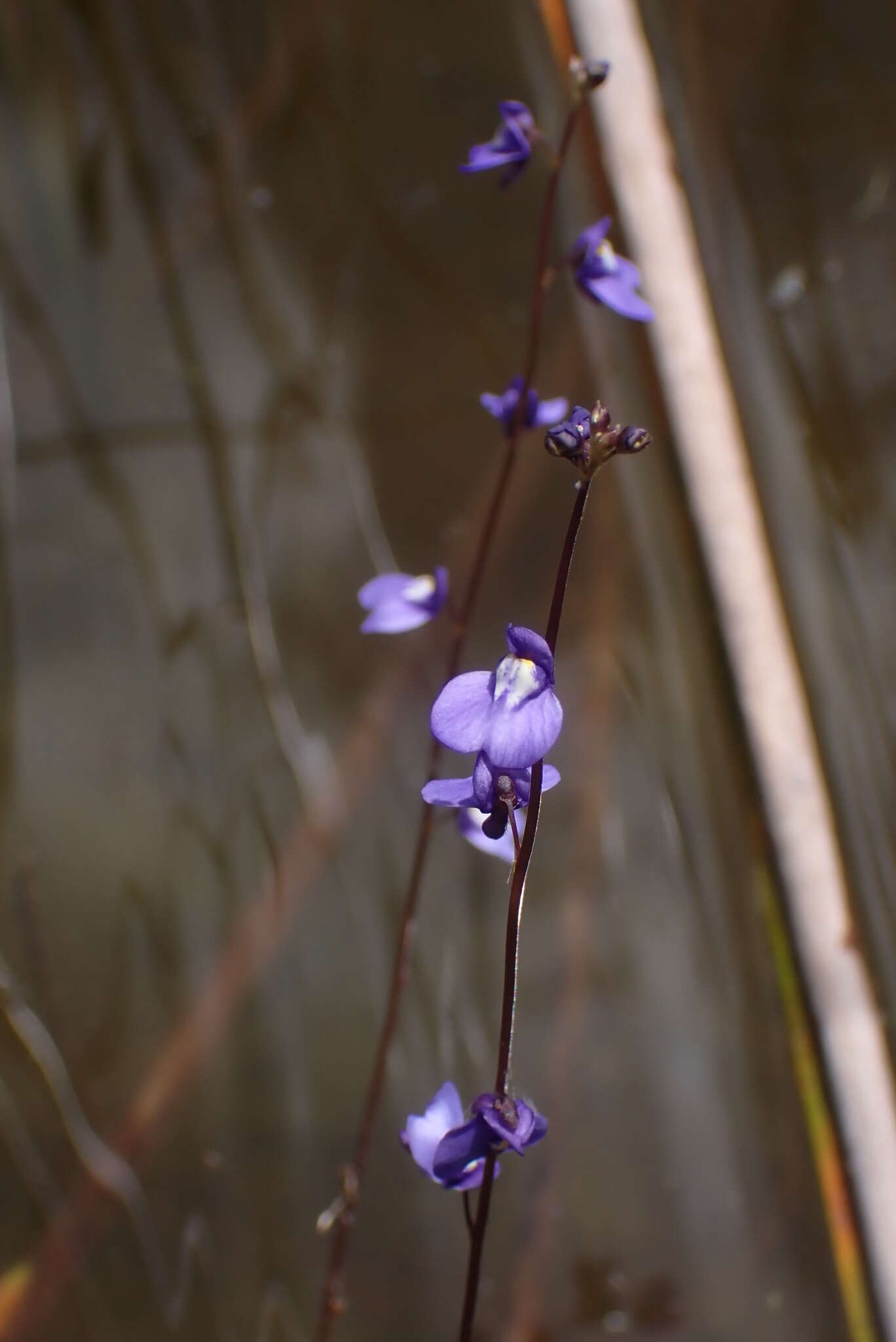 Image of Utricularia biloba R. Br.