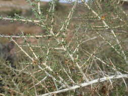 Image of Aspalathus lactea subsp. breviloba R. Dahlgren