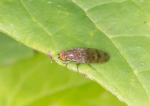 Image of Diplogeomyza hardyi McAlpine 1967