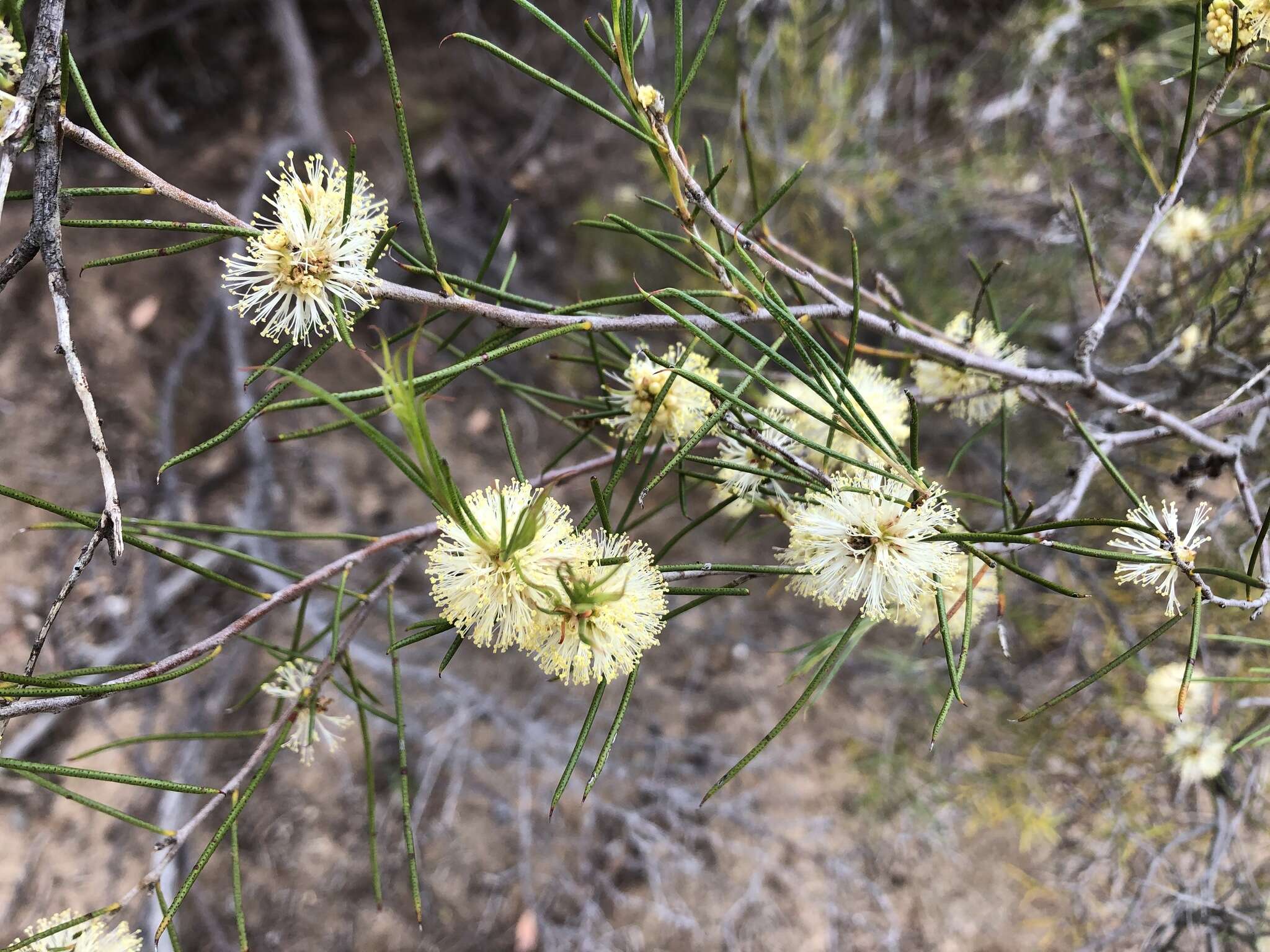 Image of broom honeymyrtle