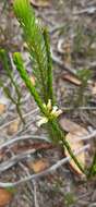 Erica flavicoma Bartl. resmi