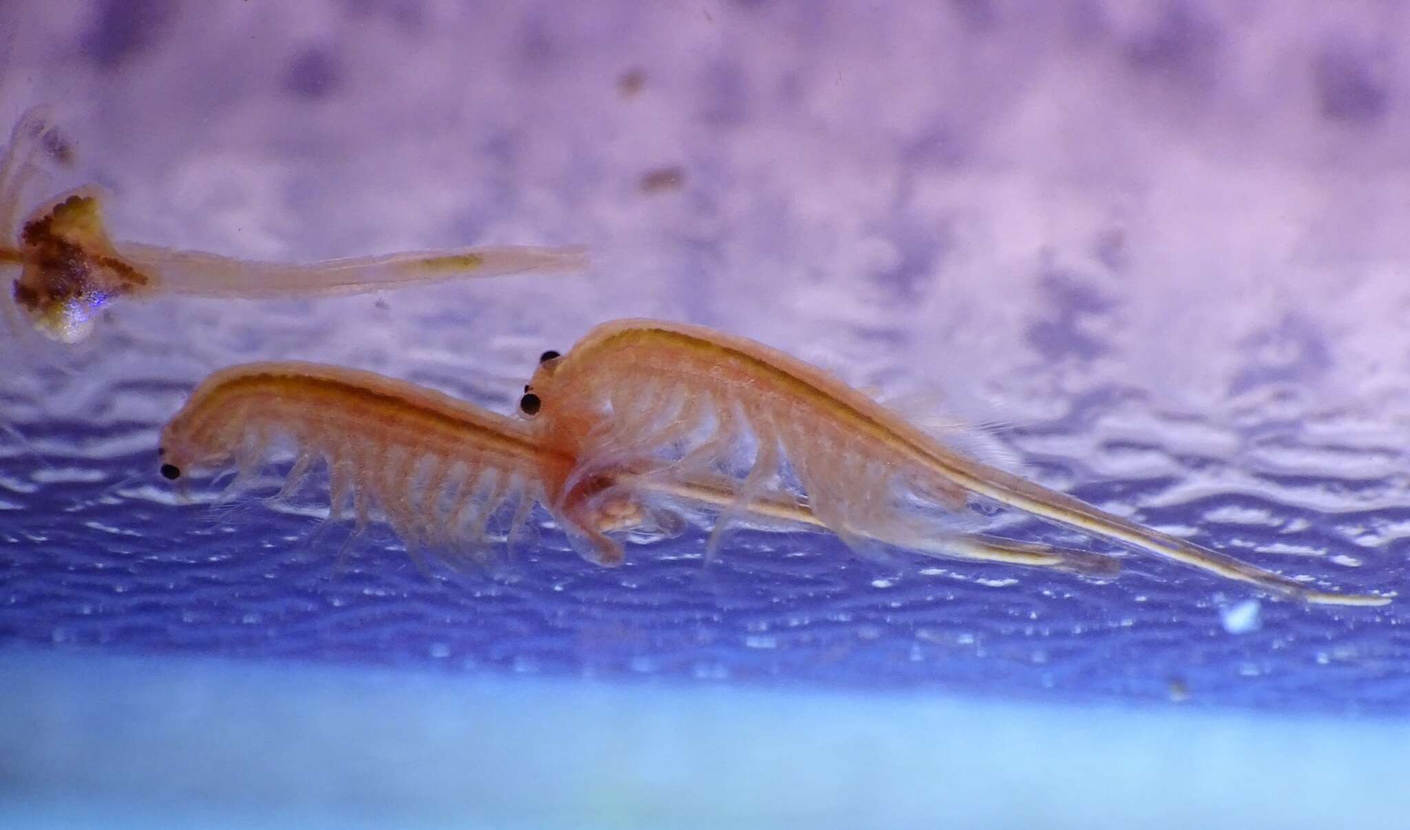 Image of Mono Lake Brine Shrimp