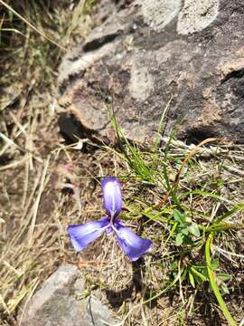 Image of Herbertia pulchella Sweet