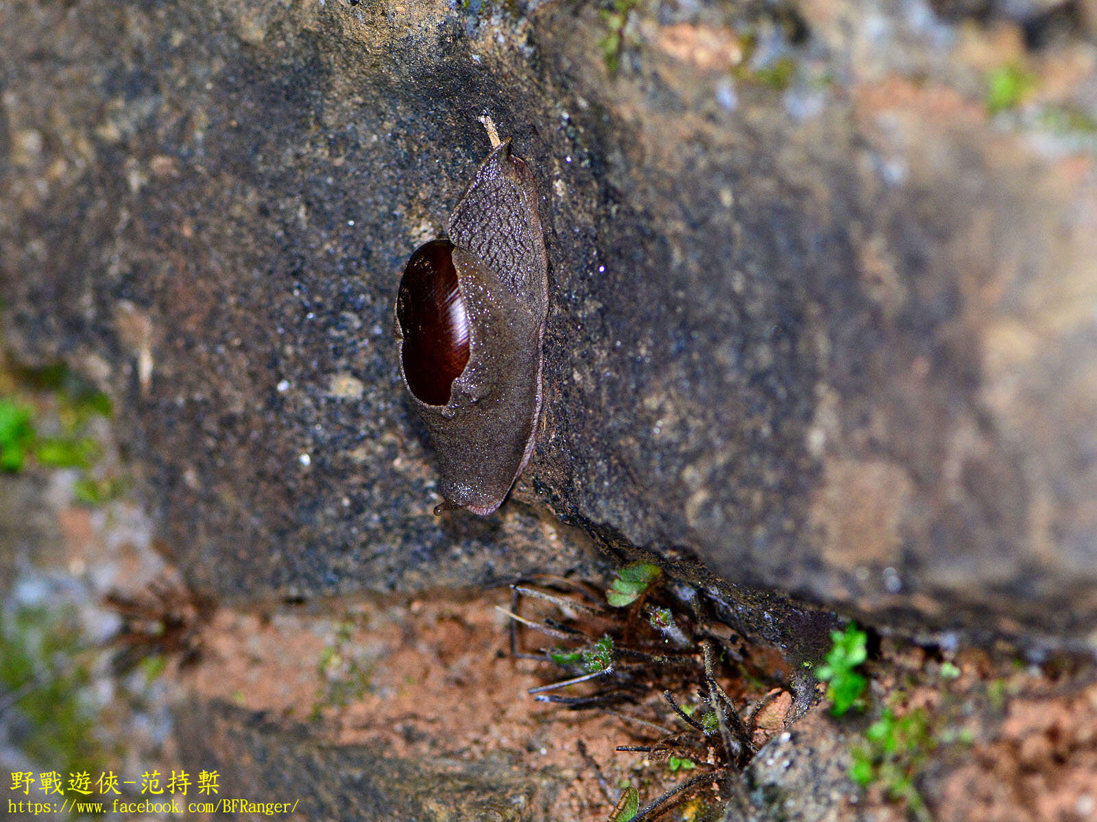 Image of Ratnadvipia irradians (L. Pfeiffer 1853)