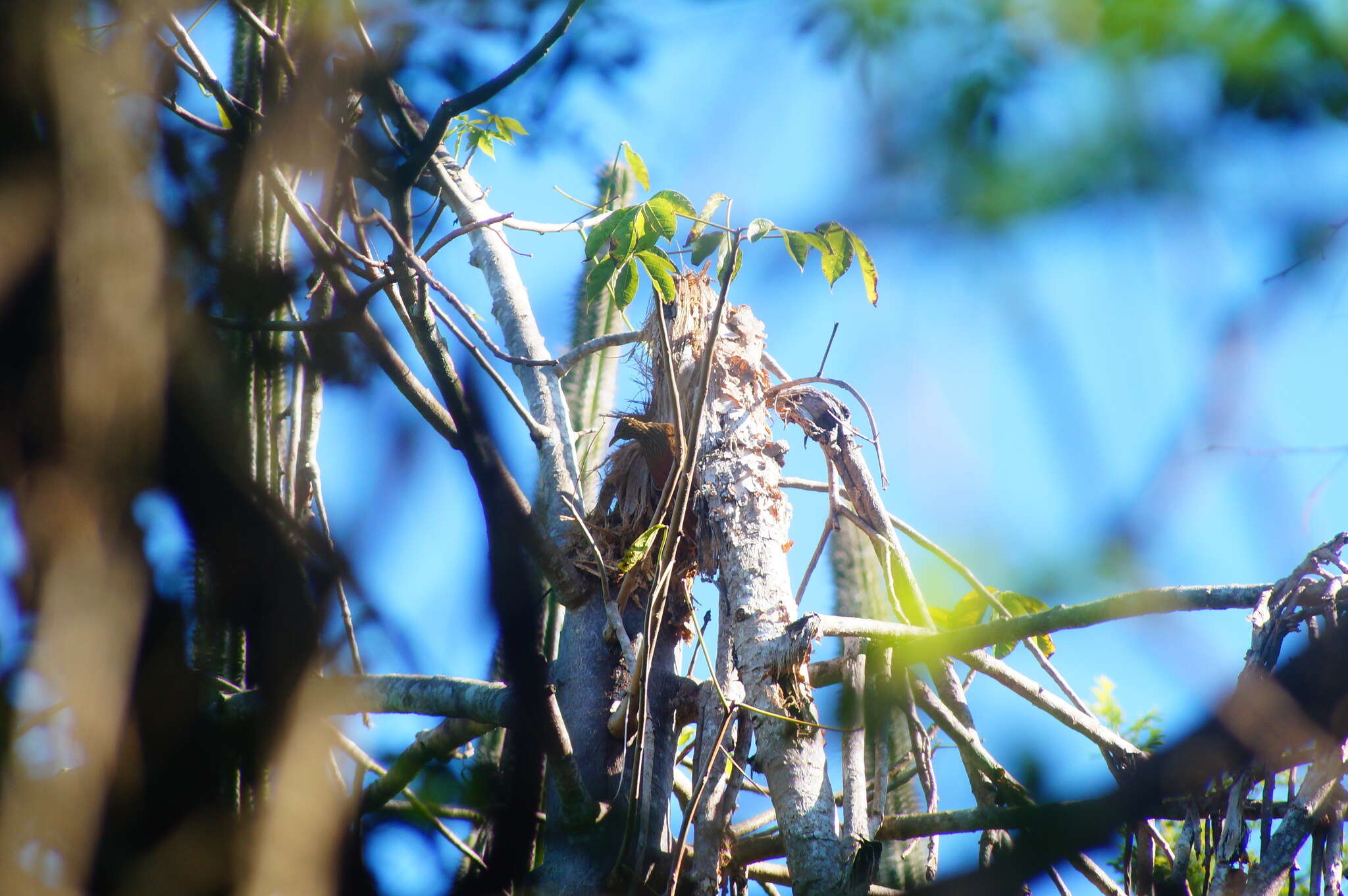 Image of Ivory-billed Woodcreeper