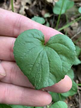 Image of downy yellow violet