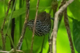 Image of Stripe-breasted Wren