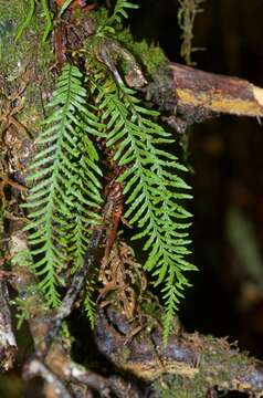 Plancia ëd Notogrammitis heterophylla (Labill.) Parris