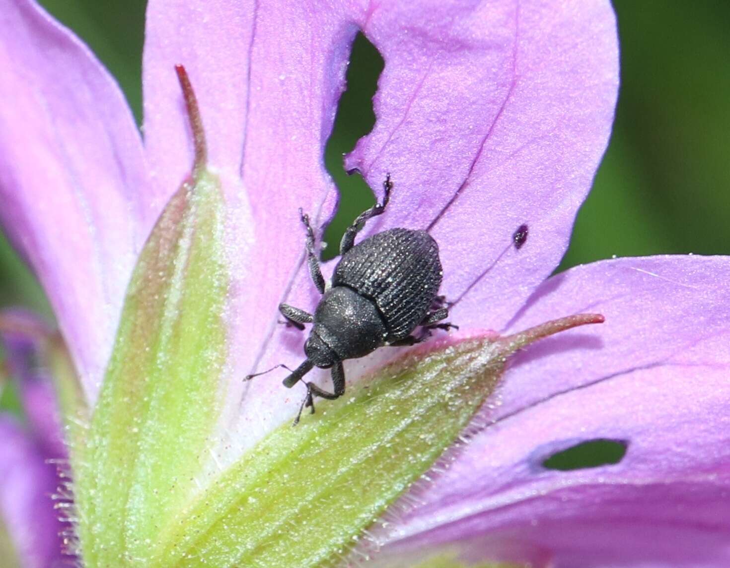 Image of Zacladus geranii