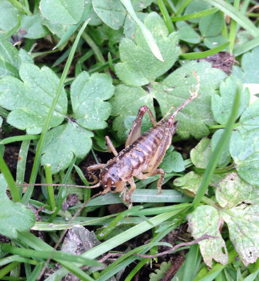 Image of Hemiandrus maia Taylor Smith, Morgan-Richards & Trewick 2013