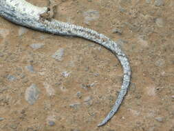 Image of Masked Water Snake