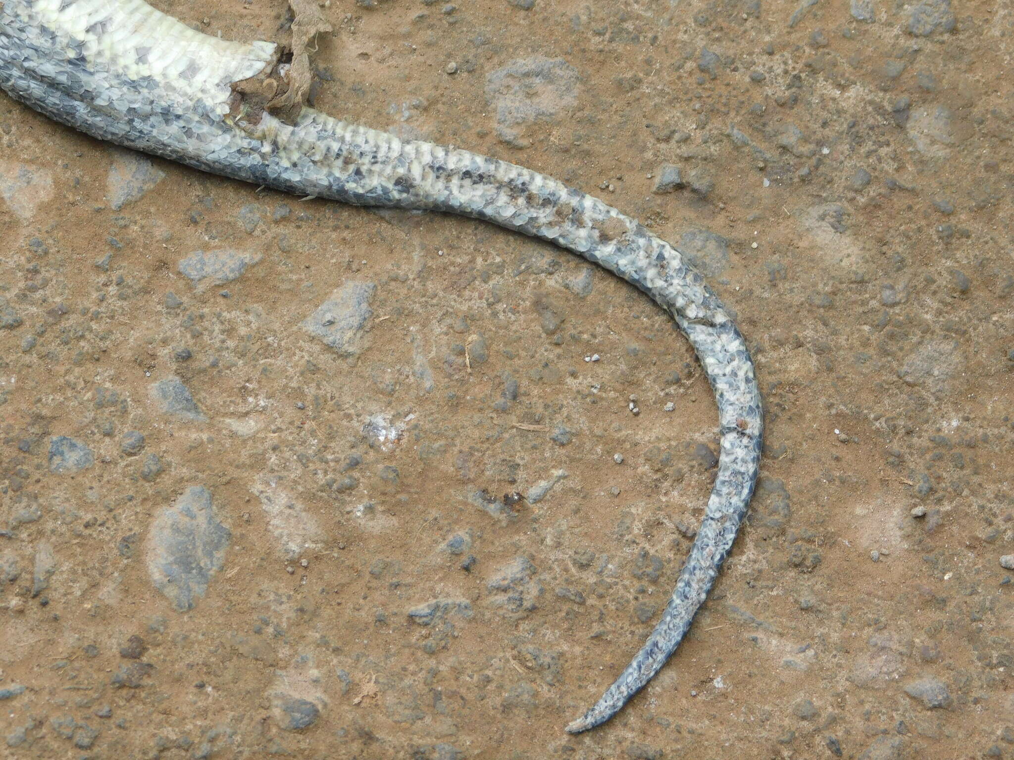 Image of Masked Water Snake
