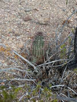 Image of Chisos Mountain hedgehog cactus