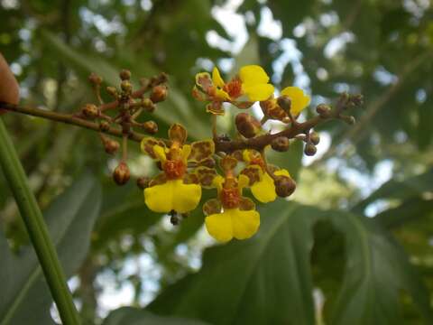 Image of Trichocentrum brachyphyllum (Lindl.) R. Jiménez