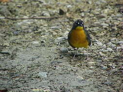 Image of Fan-tailed Warbler