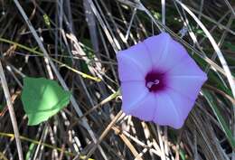 Image of rockland morning-glory