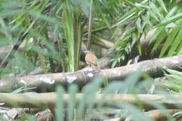 Image of Cocoa Thrush