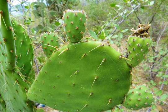 Image of Opuntia tehuacana S. Arias & U. Guzmán