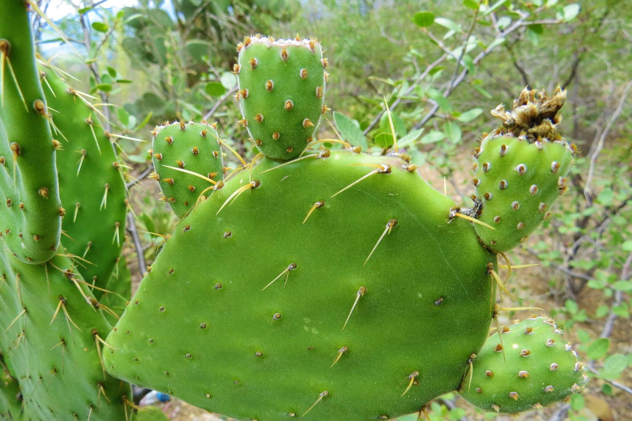 Sivun Opuntia tehuacana S. Arias & U. Guzmán kuva