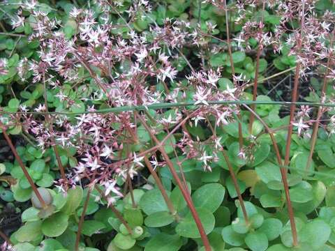 Image of Crassula multicava subsp. multicava