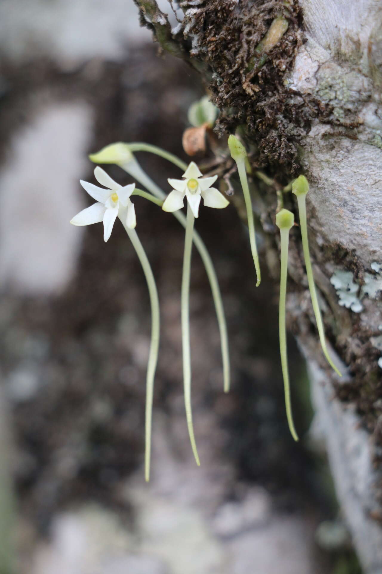 Image of Mystacidium venosum Harv. ex Rolfe