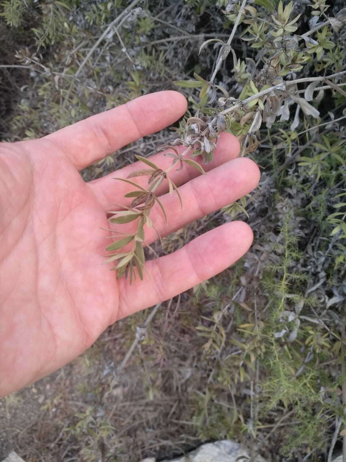 Sivun Rubia tenuifolia d'Urv. kuva