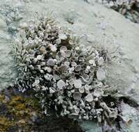 Image of Bouquet Sea-Fog Lichen