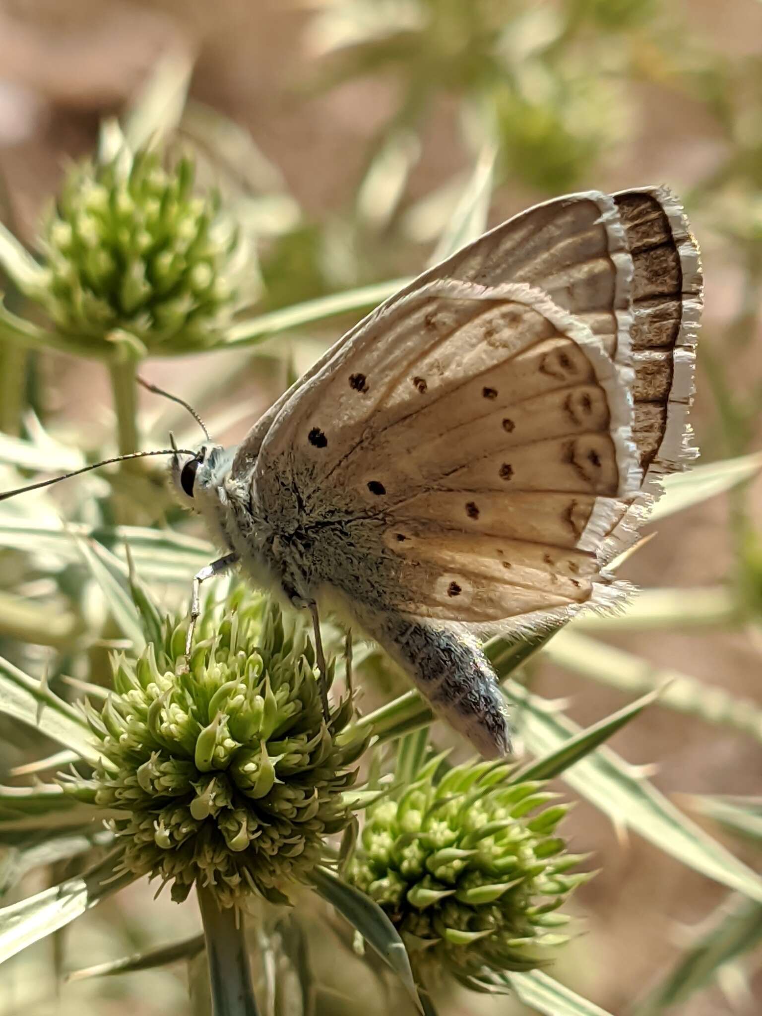 Imagem de Polyommatus albicans (Gerhard 1851)