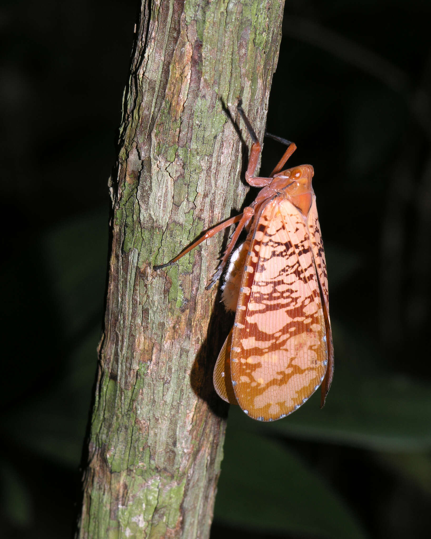 Image of Aphaena (Aphaena) discolor Guérin-Méneville 1834