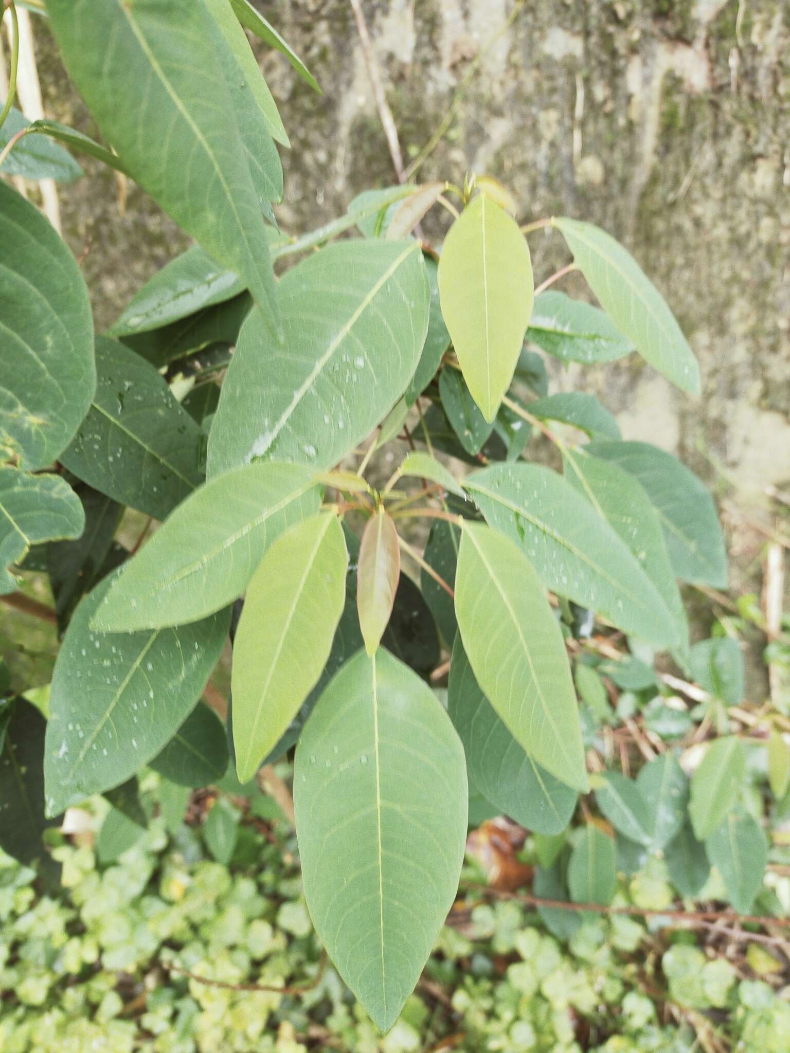 Image of Triadica cochinchinensis Lour.