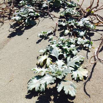 Image of silver bur ragweed